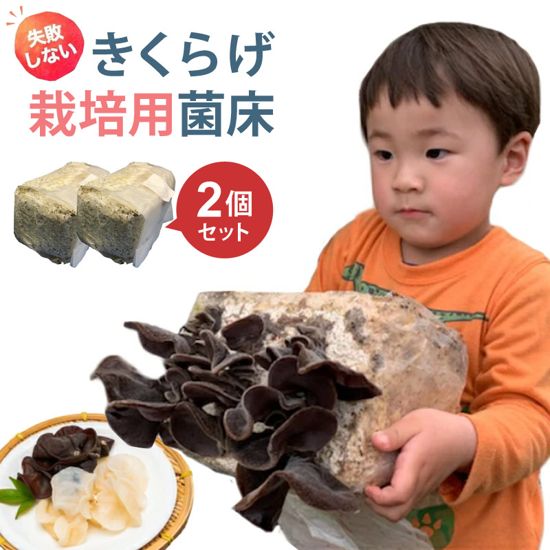 白きくらげ 栽培用菌床キット 2個セット お家で育てる きくらげ栽培キット キノコ 栽培 ATHREE アスリー kikurage-wh2 :  kikurage : RoomDesign - 通販 - Yahoo!ショッピング