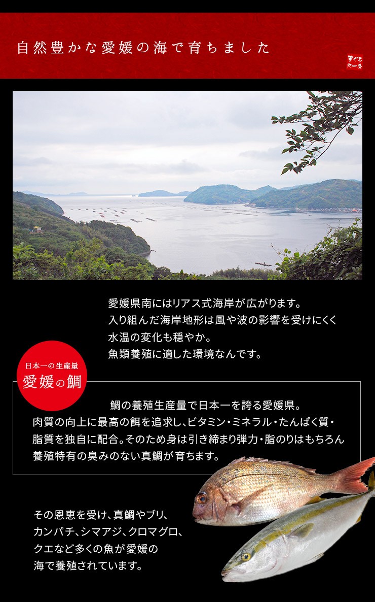 国産 真鯛の湯引き100g 10g 10切 お刺身スライス タイ Ref Tai1 Yd9 真鯛湯引きスライス まぐろ処一条 通販 Yahoo ショッピング