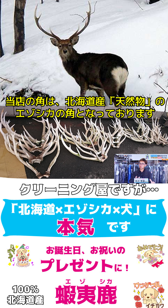 北海道産☆鹿の角☆ 20〜25cm大型犬〜中型犬犬のおもちゃ・おやつ送料 