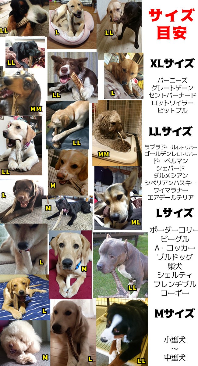 北海道産 鹿の角 25cm大型犬 中型犬犬のおもちゃ おやつ送料無料 エゾシカ ドッグガムデンタルケア口臭対策鹿角サステナブル Sdgsアスミライ Deer Horn 鹿角も有名なイチカワクリーニング 通販 Yahoo ショッピング