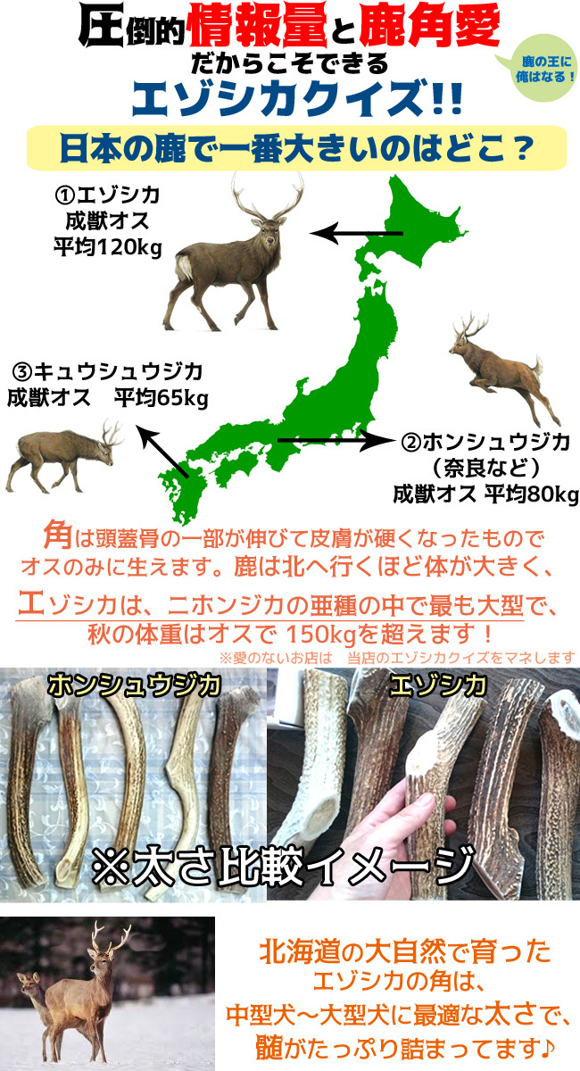 北海道産☆鹿の角☆ 20〜25cm大型犬〜中型犬犬のおもちゃ・おやつ送料
