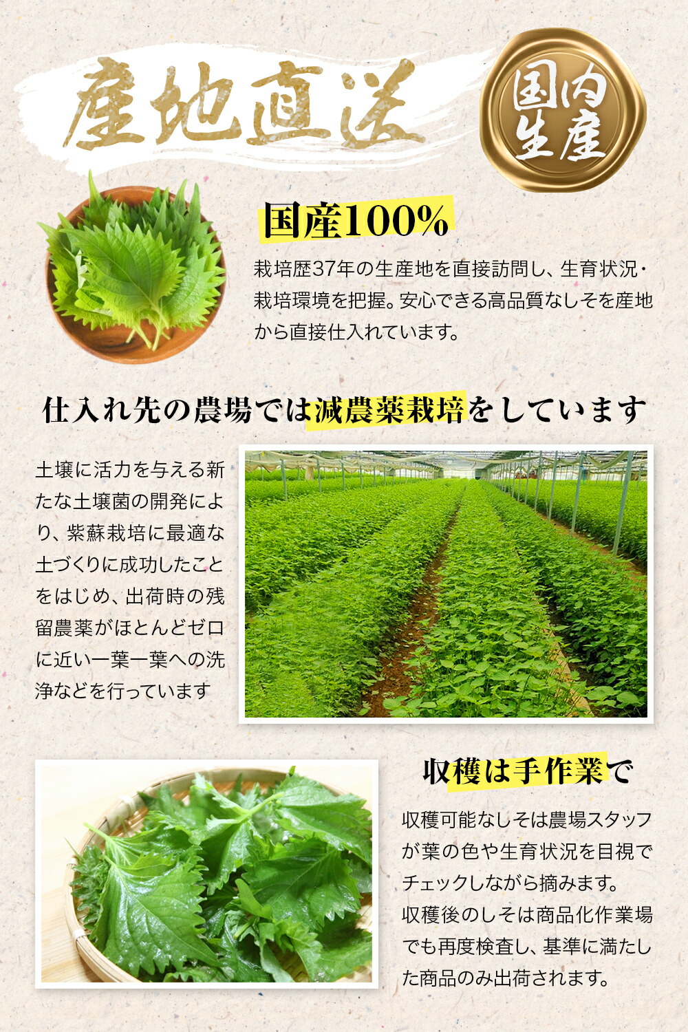 しそ産地直送・国産100％