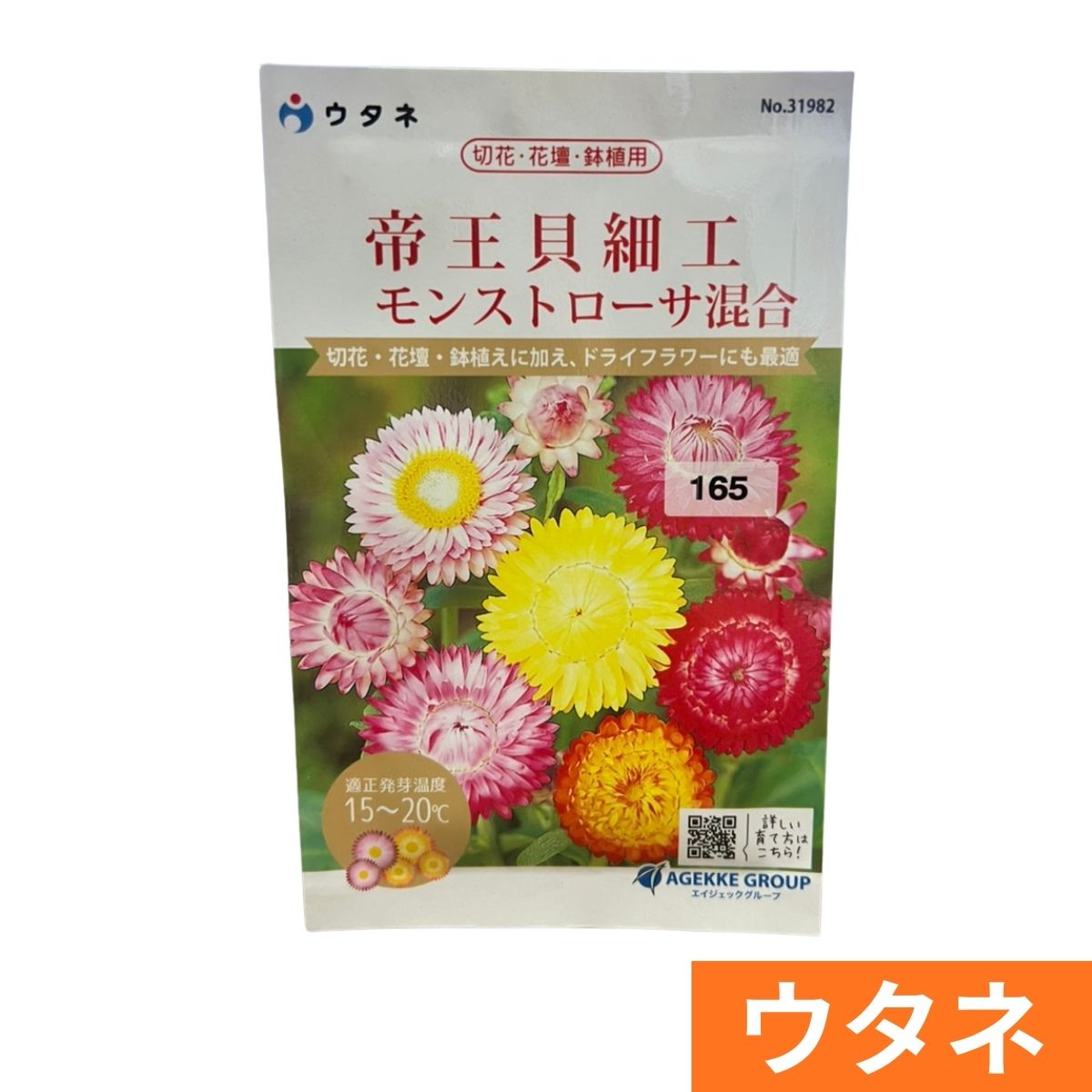 帝王貝細工（モンストローサ混合）（種）