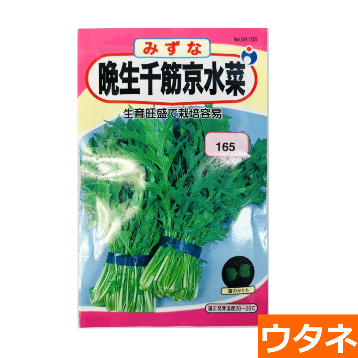 晩生千筋京水菜（種）