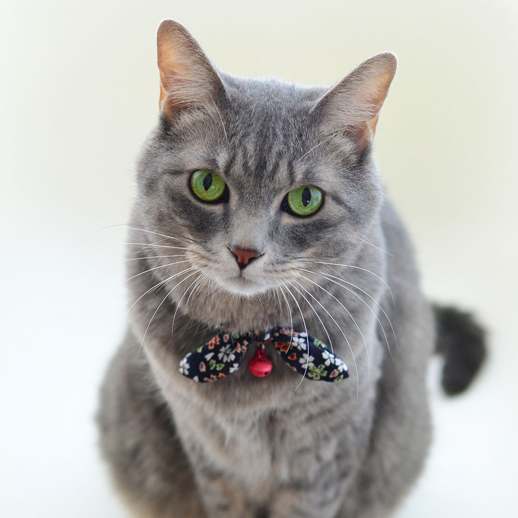 iDog 猫用首輪 iCat moscape ラブリーカラー ちりめん×結びリボン 防虫