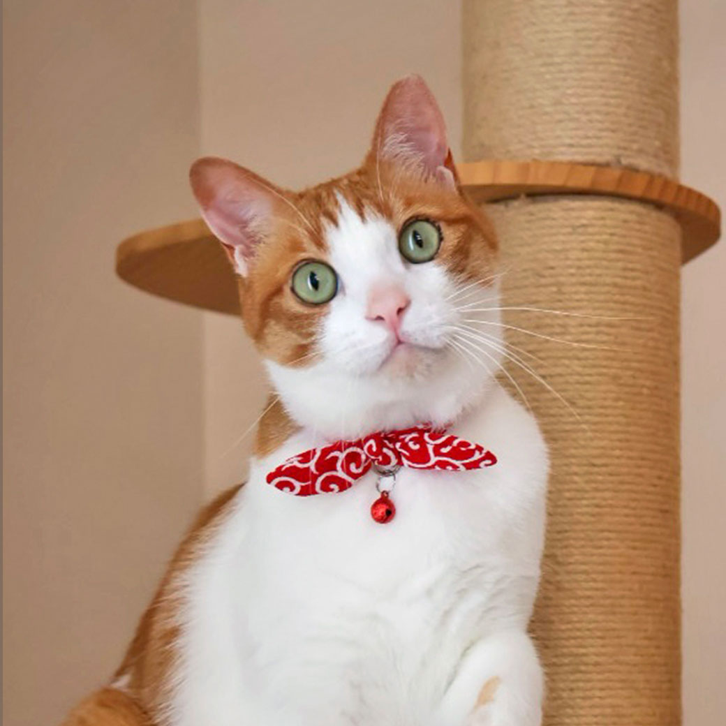 iDog 猫用首輪 iCat moscape ラブリーカラー ちりめん×結び