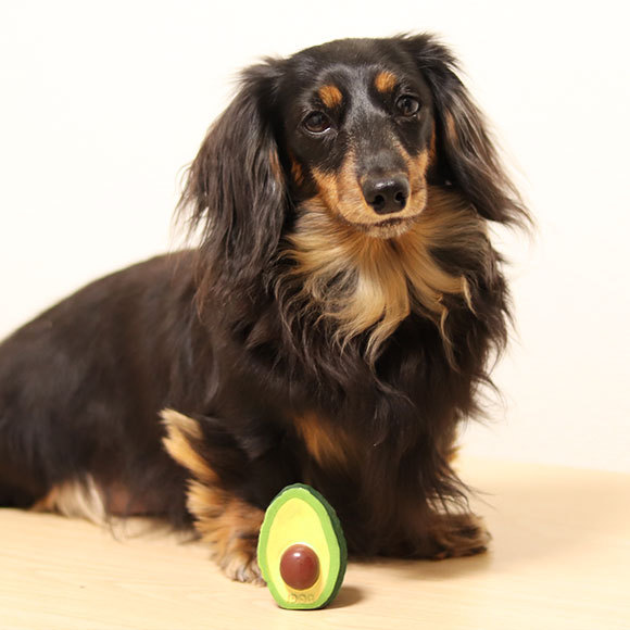 愛犬ここあ　専用出品 iDog 犬 おもちゃ TOY ラテックスTOY アボカド : iDog - 通販
