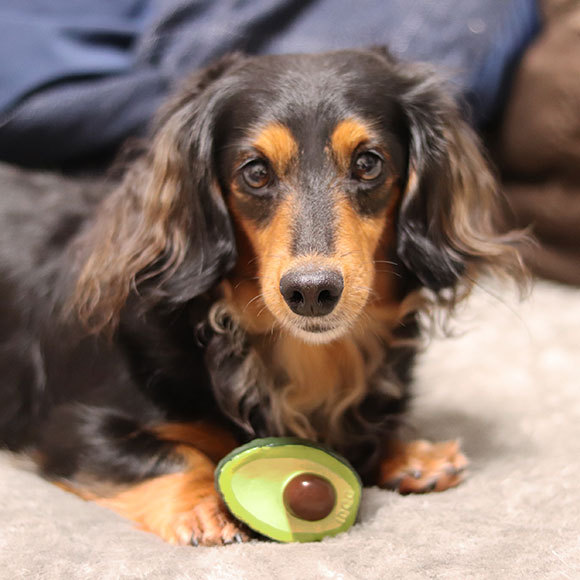 iDog ワンダフルセール 20%OFF 犬 おもちゃ TOY ラテックスTOY