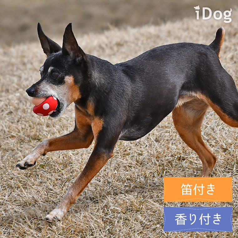 iDog 犬 おもちゃ TOY ラテックスTOY 水玉キノコ アイドッグ : iDog