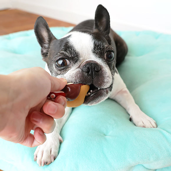 犬 おもちゃ Idog Toy ラテックスtoy たこ焼き アイドッグ Idog 通販 Yahoo ショッピング