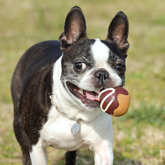 犬 おもちゃ Idog Toy ラテックスtoy たこ焼き アイドッグ Idog 通販 Yahoo ショッピング