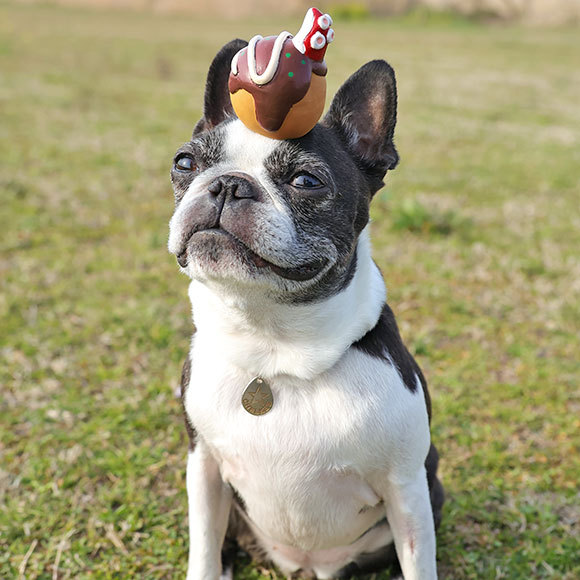 iDog 犬 おもちゃ TOY ラテックスTOY たこ焼き アイドッグ