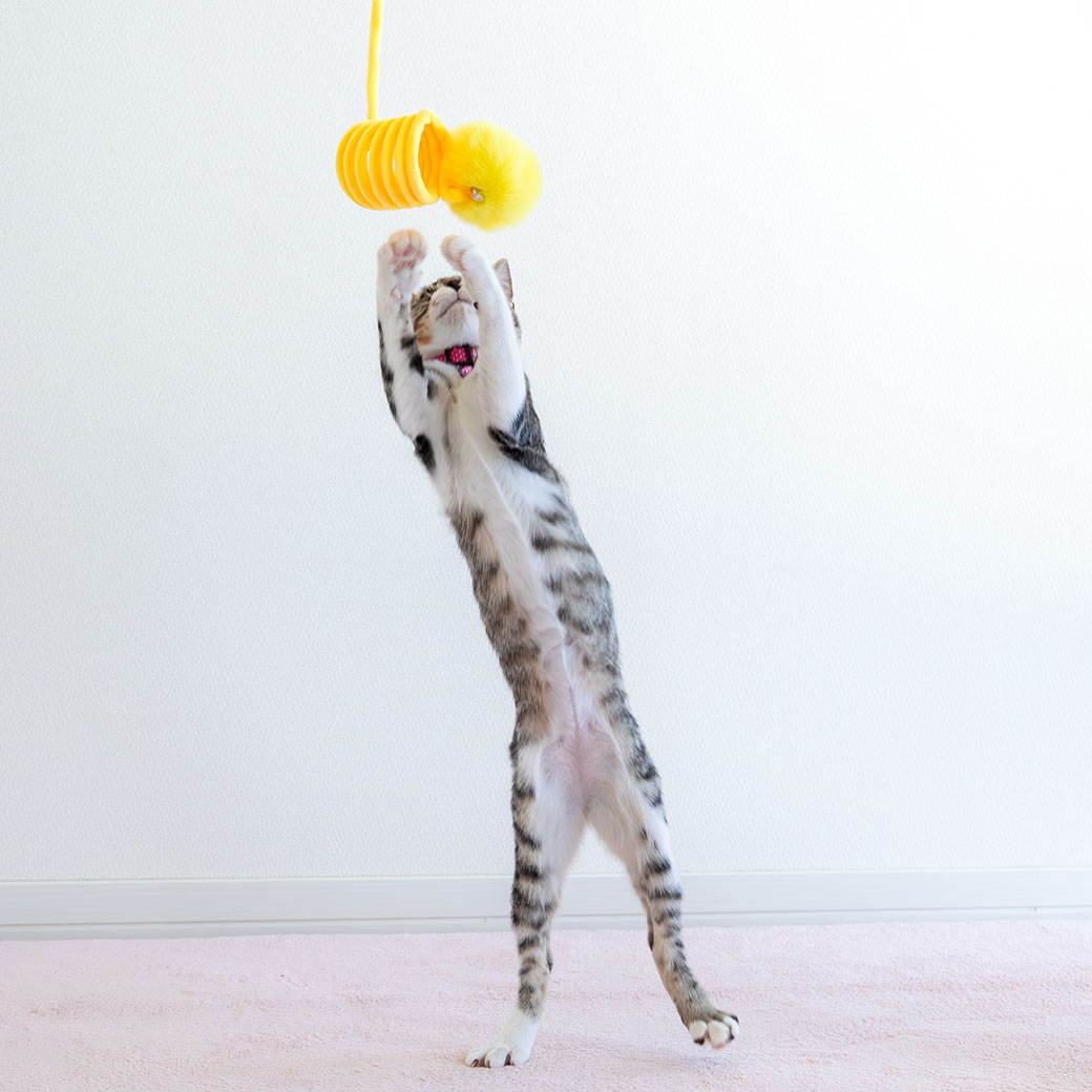 iDog 猫 おもちゃ iCat 吊り下げびよよんじゃらし アイドッグ : iDog