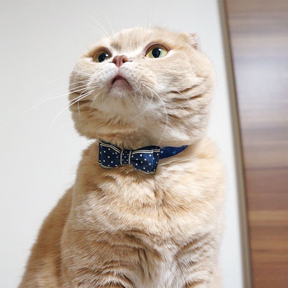 インディアンジュエリー　（cats/購入前...) 楽天市場】インディアンジュエリー ズニ族 ホワイト フクロウ 梟