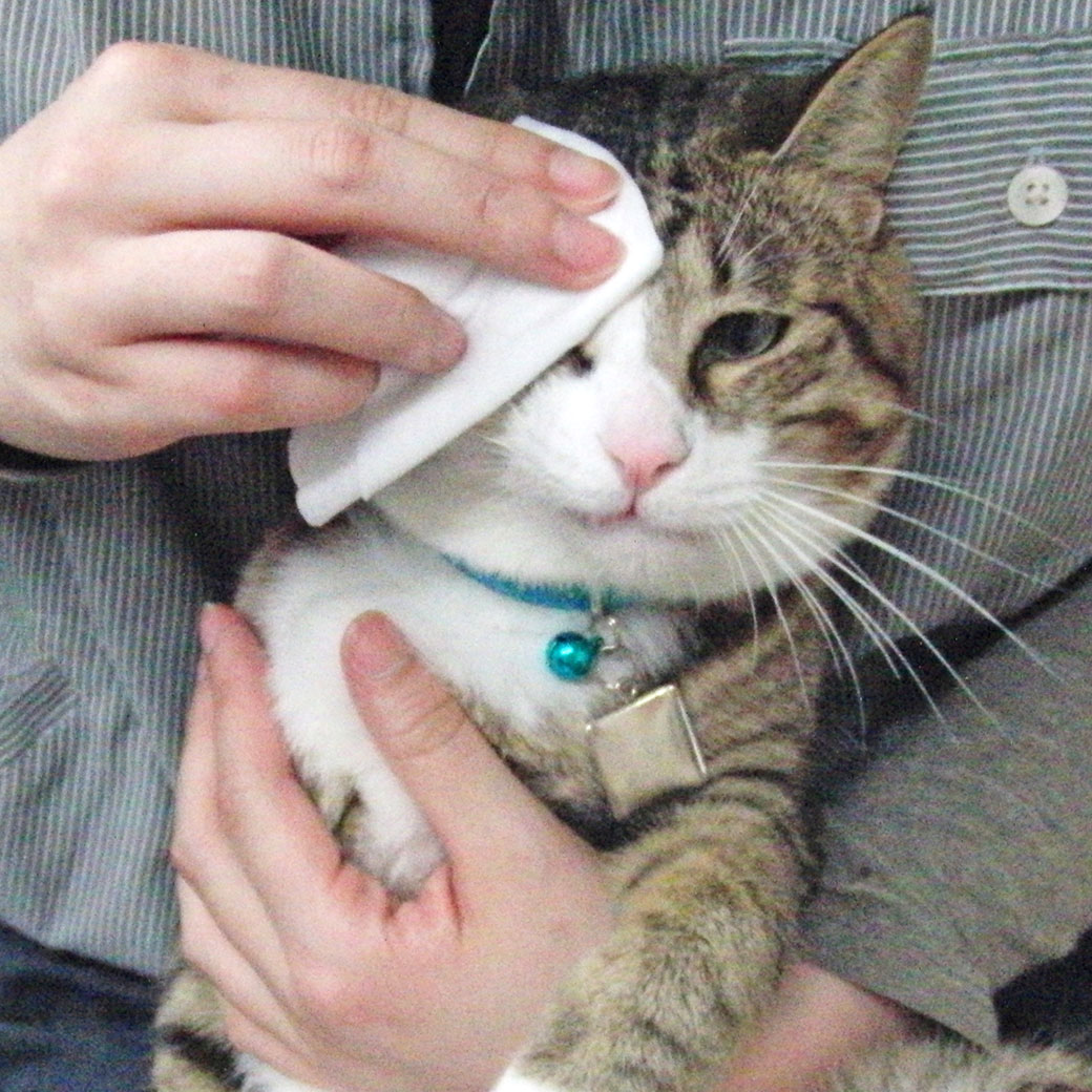 犬用トリミンググッズ 除菌 ウェットティッシュ LION/ペットキレイ 除