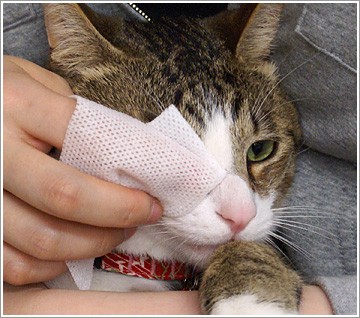 猫用トリミング用品 らくらく涙やけケアシート 30枚入り : iDog - 通販