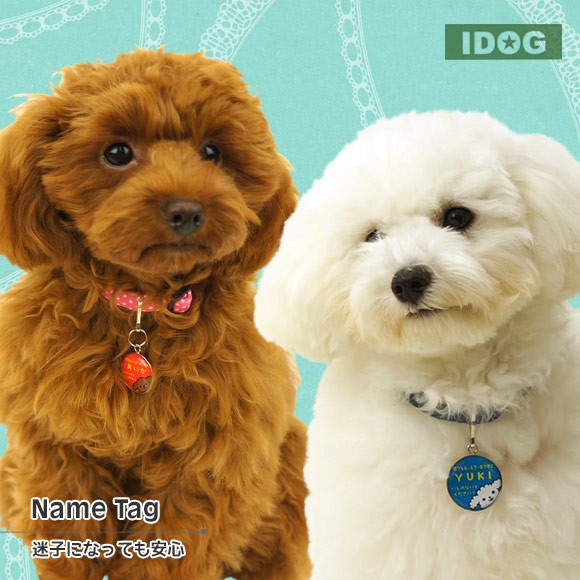 犬 迷子札 首輪 ネーム入り iDog&iCatオリジナル ネームタグ 迷子札プードル ネームプレート 名札 ドッグタグ