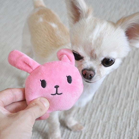 Image result for chihuahua 犬 おもちゃで遊ぶ