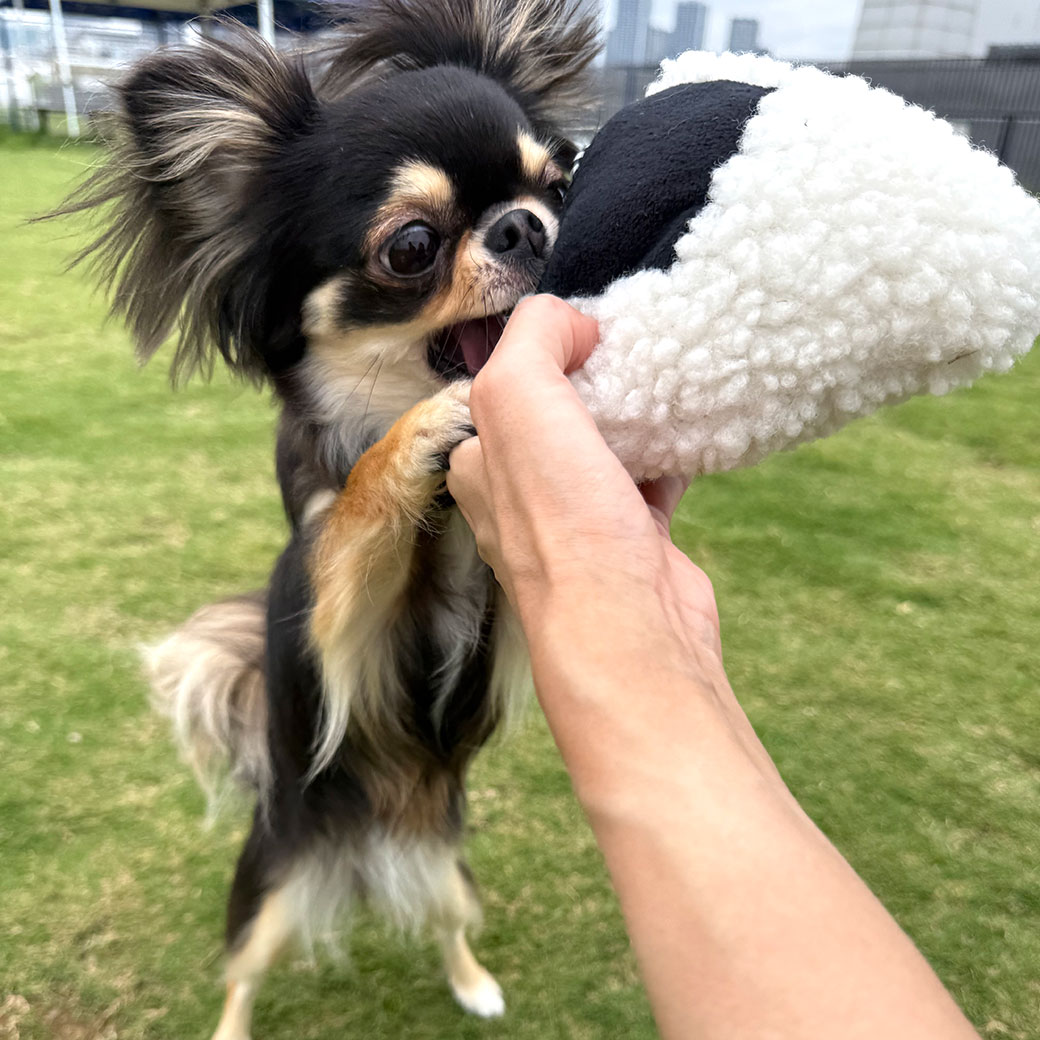 iDog 犬 おもちゃ ないしょのポケット 大きなおにぎり 鳴き笛入り アイ