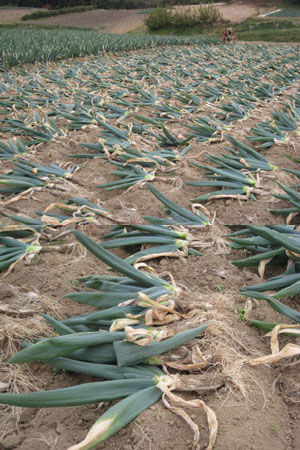 下仁田ネギ　本場馬山地区産 12/1出荷開始】堀口さんの下仁田ネギ Lサイズ30本 本場の群馬県下仁田