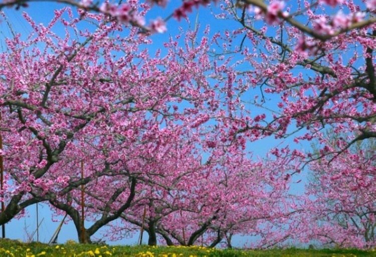 満開の桃の花