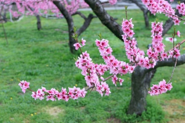 薄ピンクの桃の花