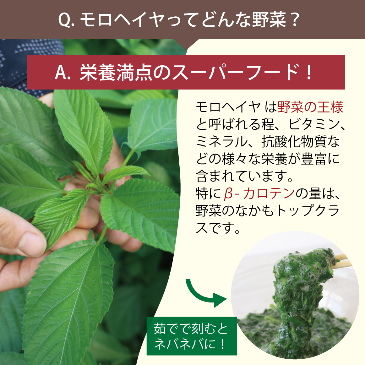 モロヘイヤってどんな野菜？