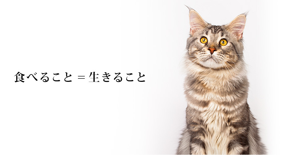 visions - 猫用品 cat visions｜Yahoo!ショッピング