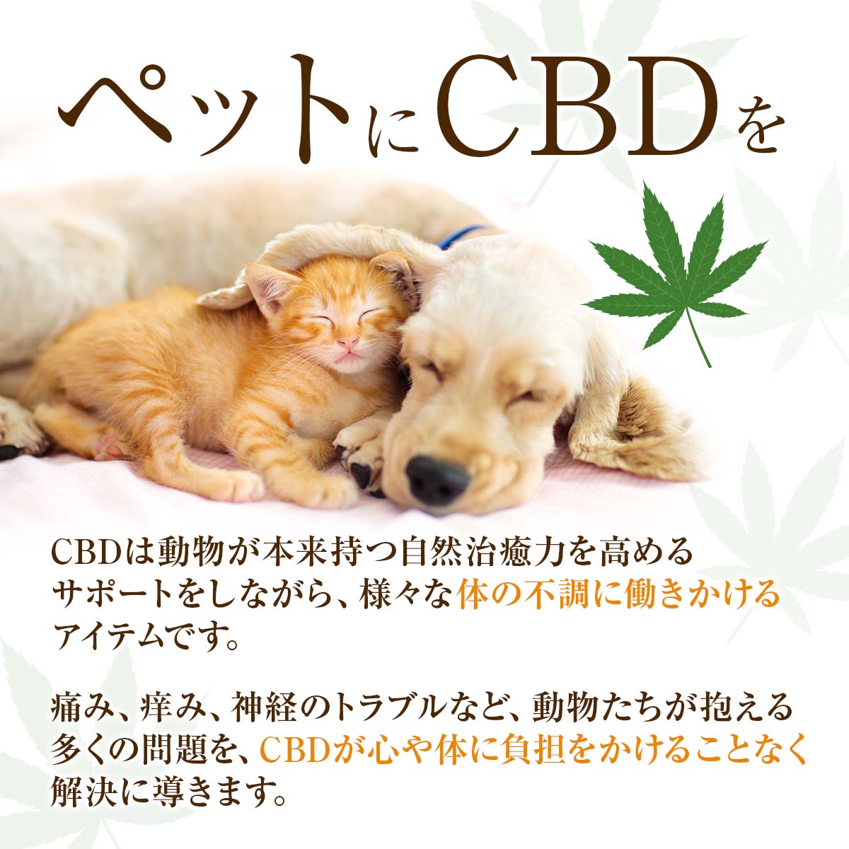mao CBDオイル ヘンプオイルベース [30ml CBD1000mg] 商品説明