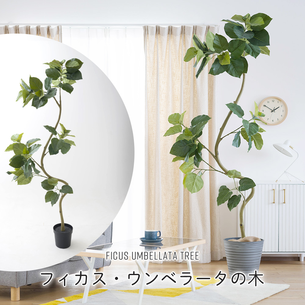 フェイクグリーン 大型 2m フィカス ウンベラータの木 リアル