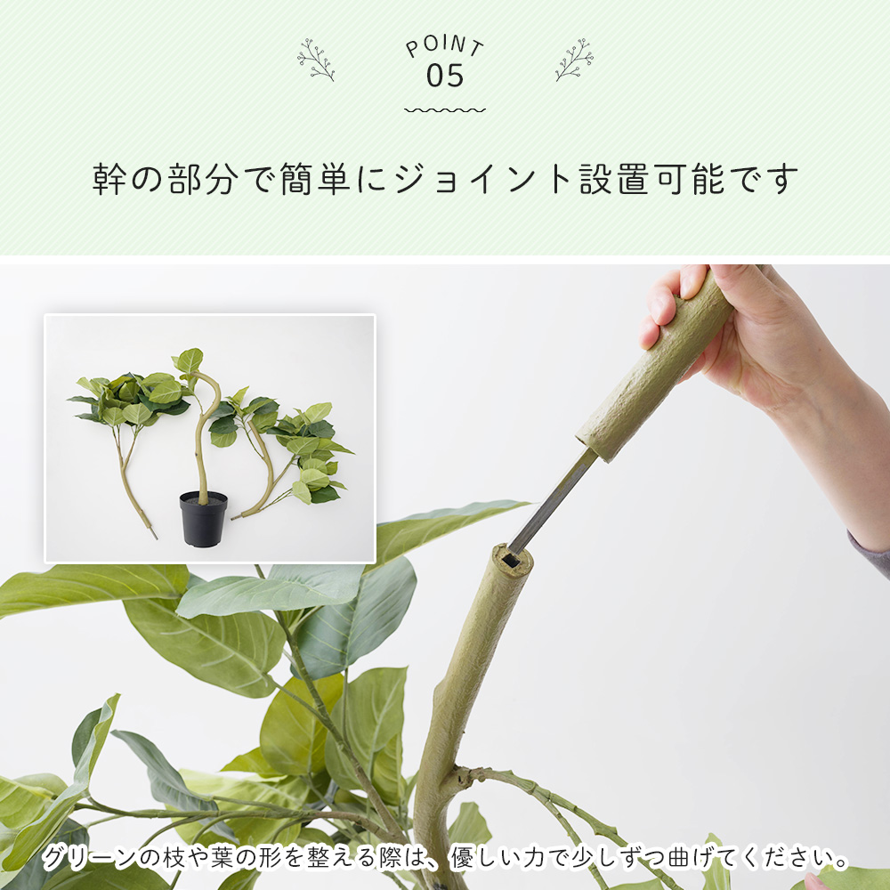 約2mの特大フィカスウンベラータ