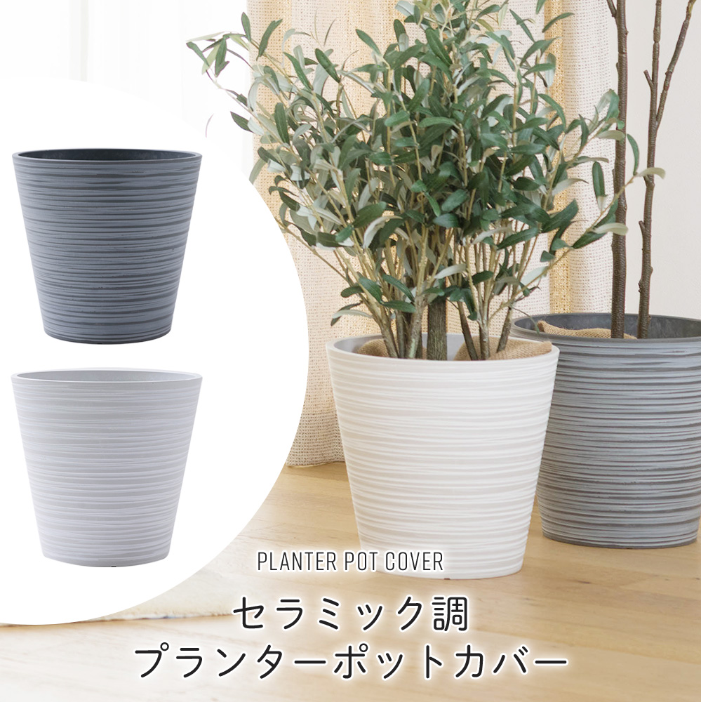 観葉植物 パキラ アクアティカ グラブラ 編み込み仕立て 8号茶鉢 B