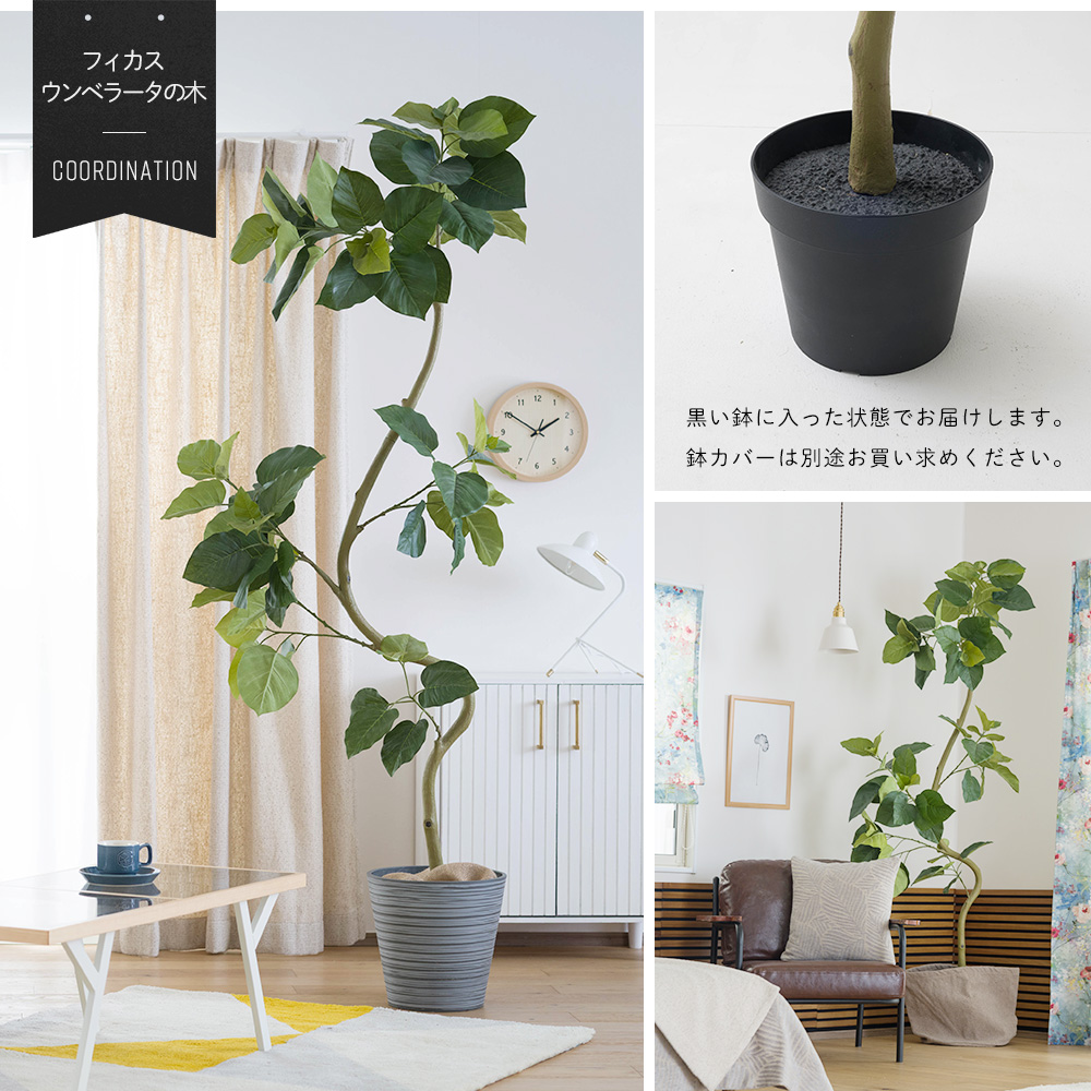 フィカス ウンベラータ 2m 現品　東京都より直接配送のみ　（送料込み） おしゃれ 観葉植物：フィカス ウンベラータ 現品1番*8号