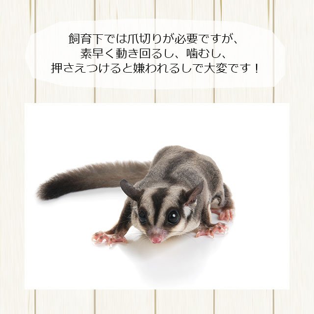 ももんがもんもん共和国 爪とぎバー ロング ストレート型 momo-goods-bar-long-st