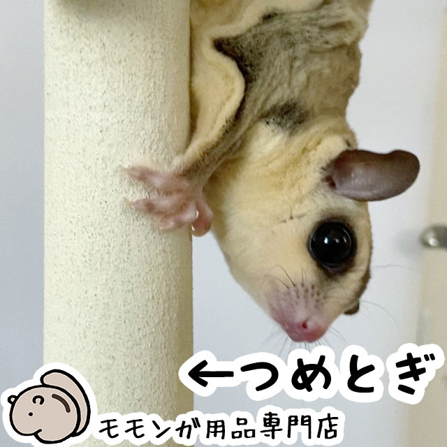ゆうパケットOK フクロモモンガの爪とぎバー ストレート型 ももんがもんもん共和国オリジナル 爪切り補助 爪ヤスリ効果 シマリス デグー メール便対応