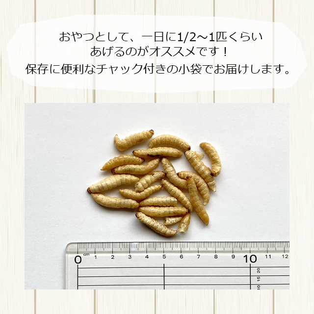 ハニーワームのおすすめ人気商品一覧 通販 - Yahoo!ショッピング