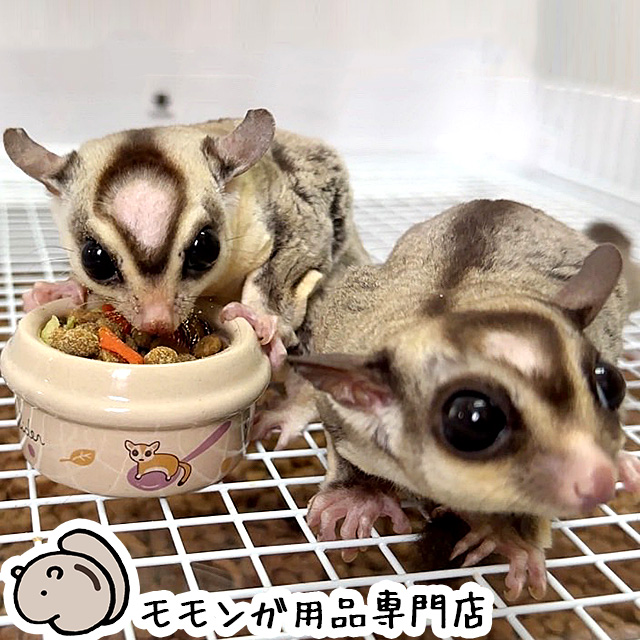 ゆうパケットOK むしたまやさいプレミアムテイスト 300g もんもん