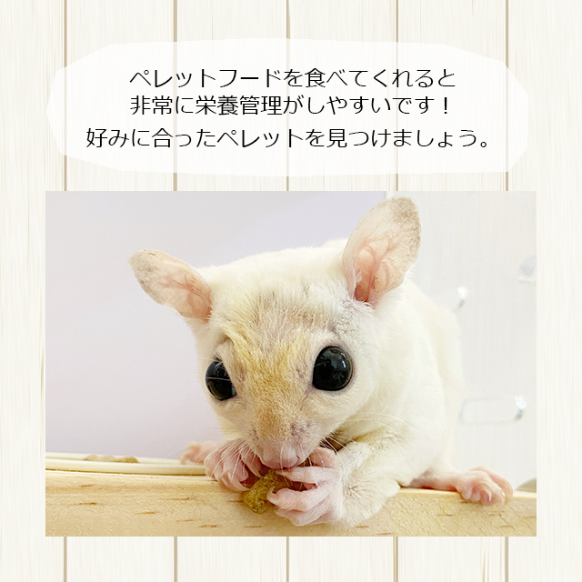 NPF Animal Premium Pack フクロモモンガの主食 350g（50g×7袋