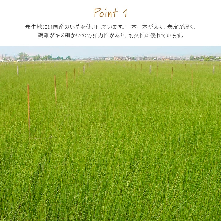 畳 置き畳 国産 ライズ 88×176cm 1畳 日本製 撥水 フローリング い草