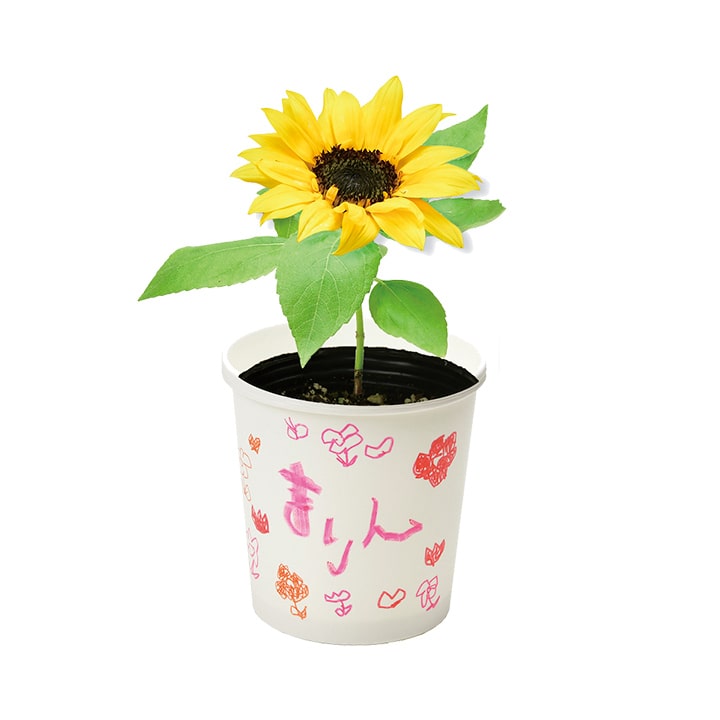 すくすく栽培セットBOX ギフト 日本製 野菜 キット 土セット 家庭菜園