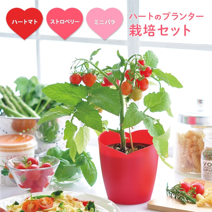 栽培キット ギフト プレゼント 栽培セット 日本製 野菜 花 キット 土