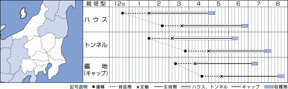かぼちゃ　ロロンの栽培暦