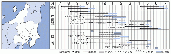 野菜種　ダイコン　三太郎　8ｍｌ