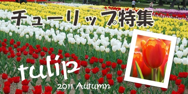 チューリップ特集開催中