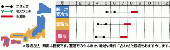 ゴールドラッシュ88栽培作型