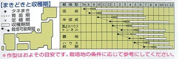 野菜種　ピーマン　京波　栽培作型