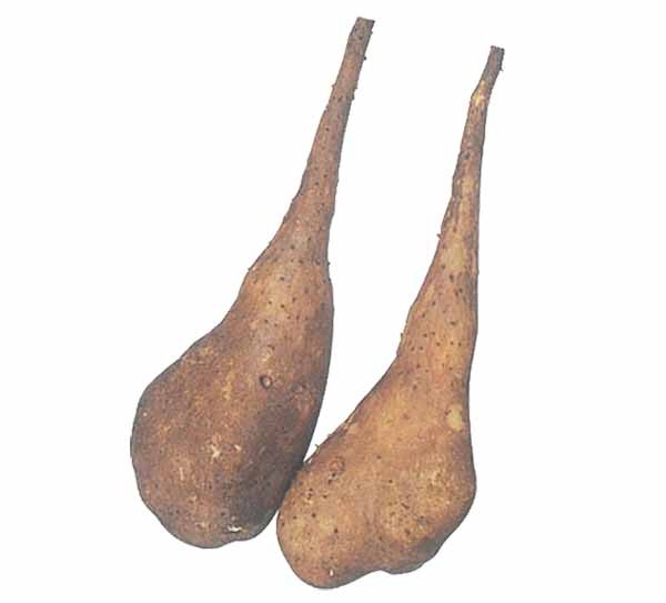 野菜種　らくらくナガイモシリーズ　ずんぐり太郎