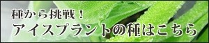 アイスプラントの種の販売はこちら