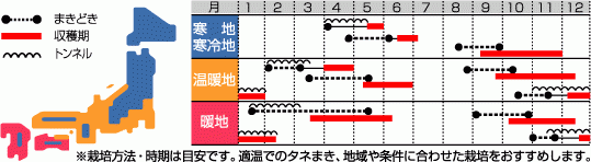 ハツカダイコン　雪小町　栽培様式（作型表）