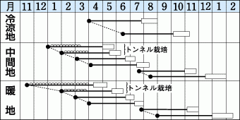 種　ニンジン　Ｄr．カロテン５　栽培様式（作型表）